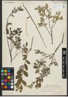 Foto von Salix repens L.
